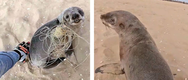 Confused Seal Pauses to Thank Rescuers Before Returning to Herd