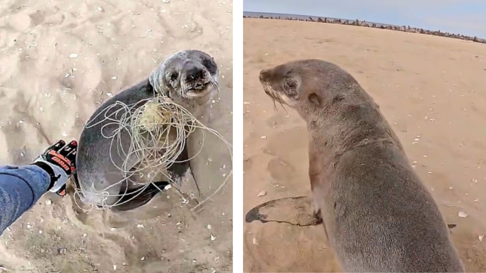 Confused Seal Pauses to Thank Rescuers Before Returning to Herd