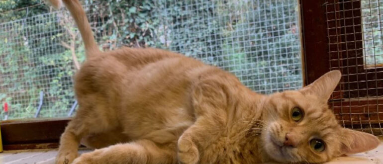 Unwanted, He Almost Broke the Glass Door of His Cage: The Cat Who Ended Up In The Shelter For The Third Time fluffybuffy.com