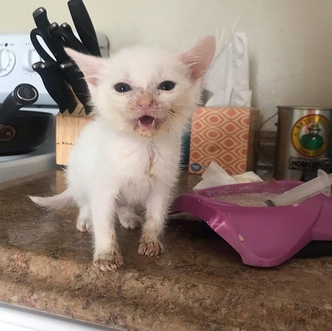 Kitten In Terrible Condition, With Infections, Found Solace In Her Copy Dog - fluffybuffy.com