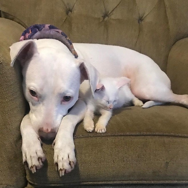 Kitten In Terrible Condition, With Infections, Found Solace In Her Copy Dog - fluffybuffy.com