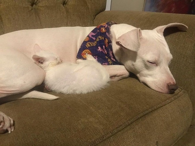 Kitten In Terrible Condition, With Infections, Found Solace In Her Copy Dog - fluffybuffy.com