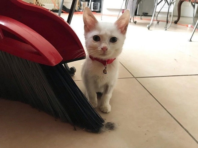 Kitten In Terrible Condition, With Infections, Found Solace In Her Copy Dog - fluffybuffy.com