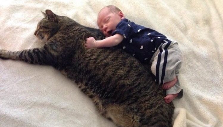 In the Worst Situation Imaginable, a Cat Found Himself Next to a Child - fluffybuffy.com