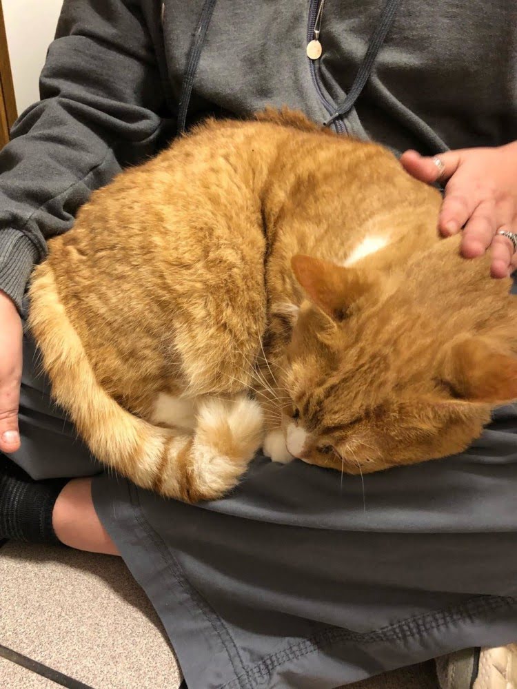 The Reason Why This Cat Was Given to the Shelter is Beyond My Understanding - fluffybuffy.com