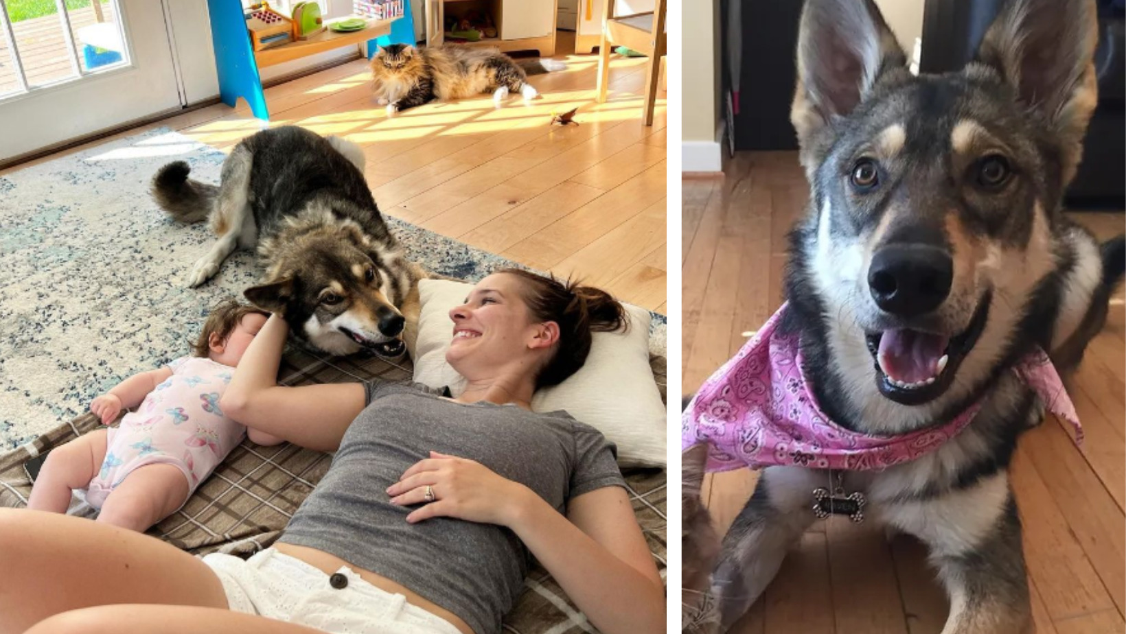 Husky Chooses Her Own Friend From the Shelter – You Won’t Believe Who It Is! - fluffybuffy.com