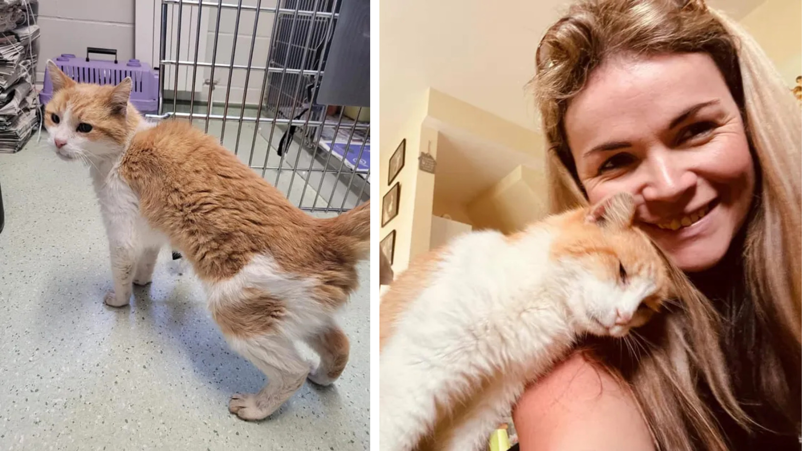 A Cat Who Went Missing Was Found 13 Years Later With the Help of Social Media