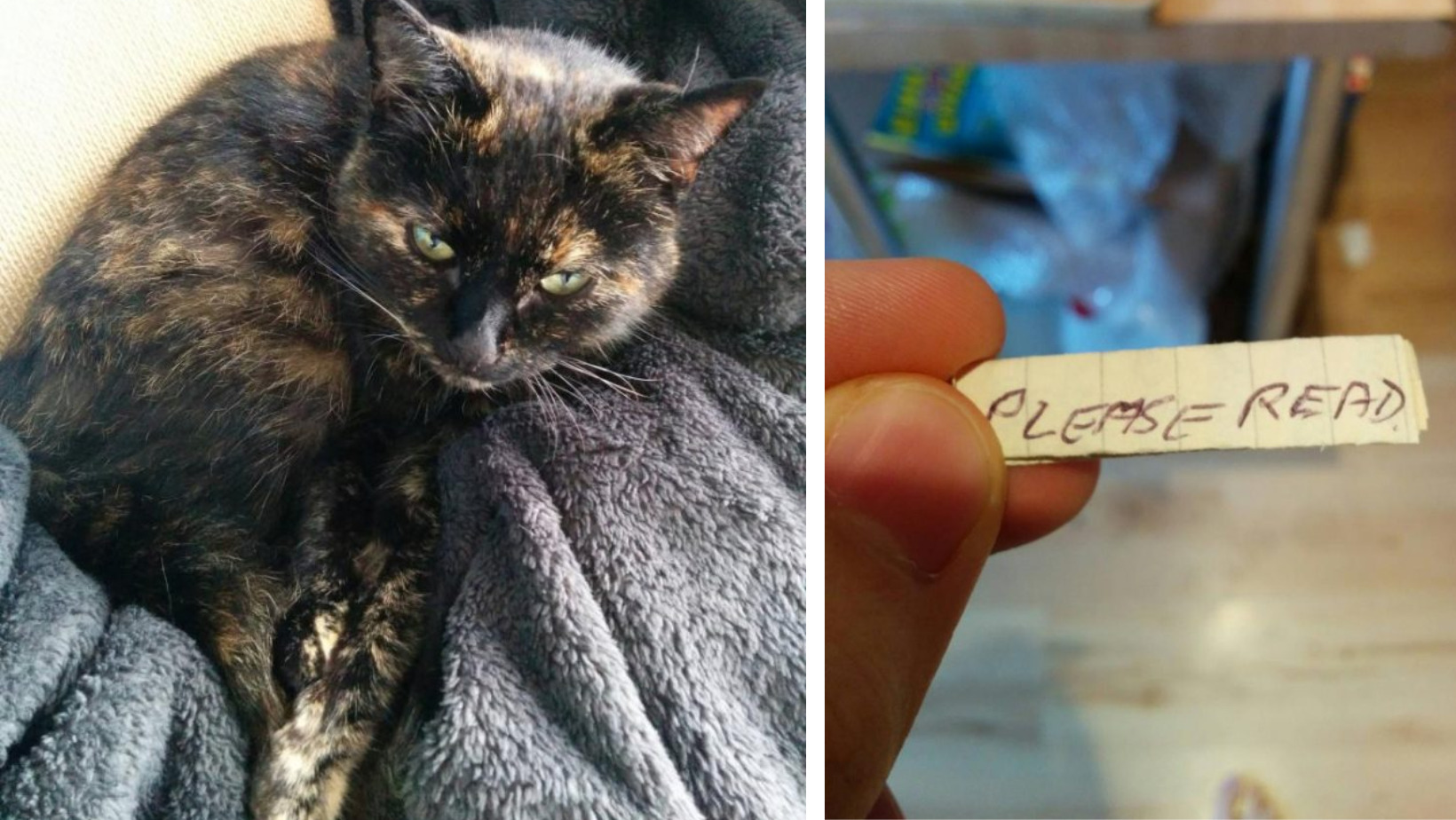 After an Arbitrary Walk, the Cat Came Home with a Strange Note on the Collar - fluffybuffy.com