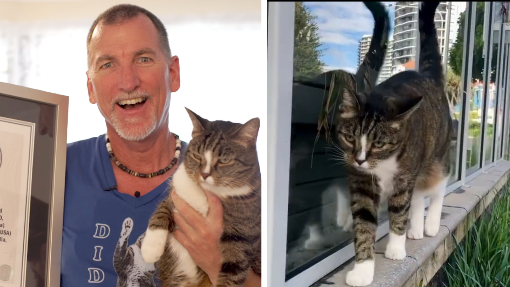 A Stray Cat Was Taken From the Shelter And She Got Into the Guinness Book of Records