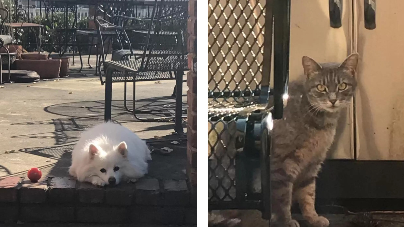 A Neighbor's Cat Came to the Door Every Day Looking for a Deceased Dog Friend