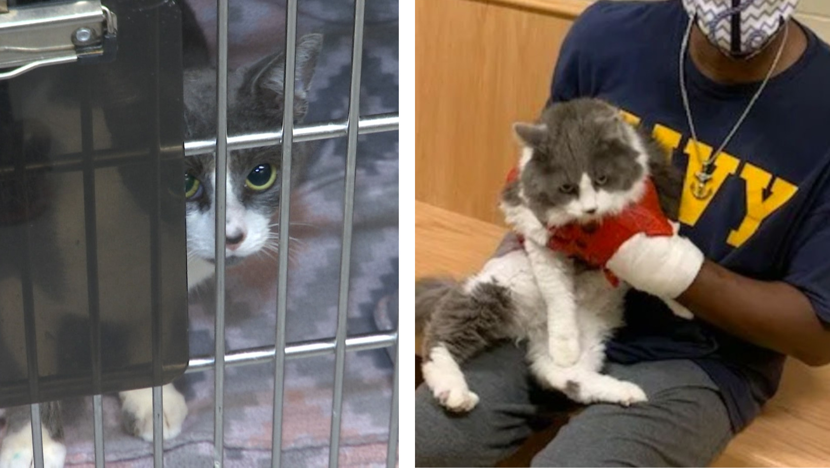 Man Lost His Cat and Found an Unexpected Surprise at the Shelter - fluffybuffy.com