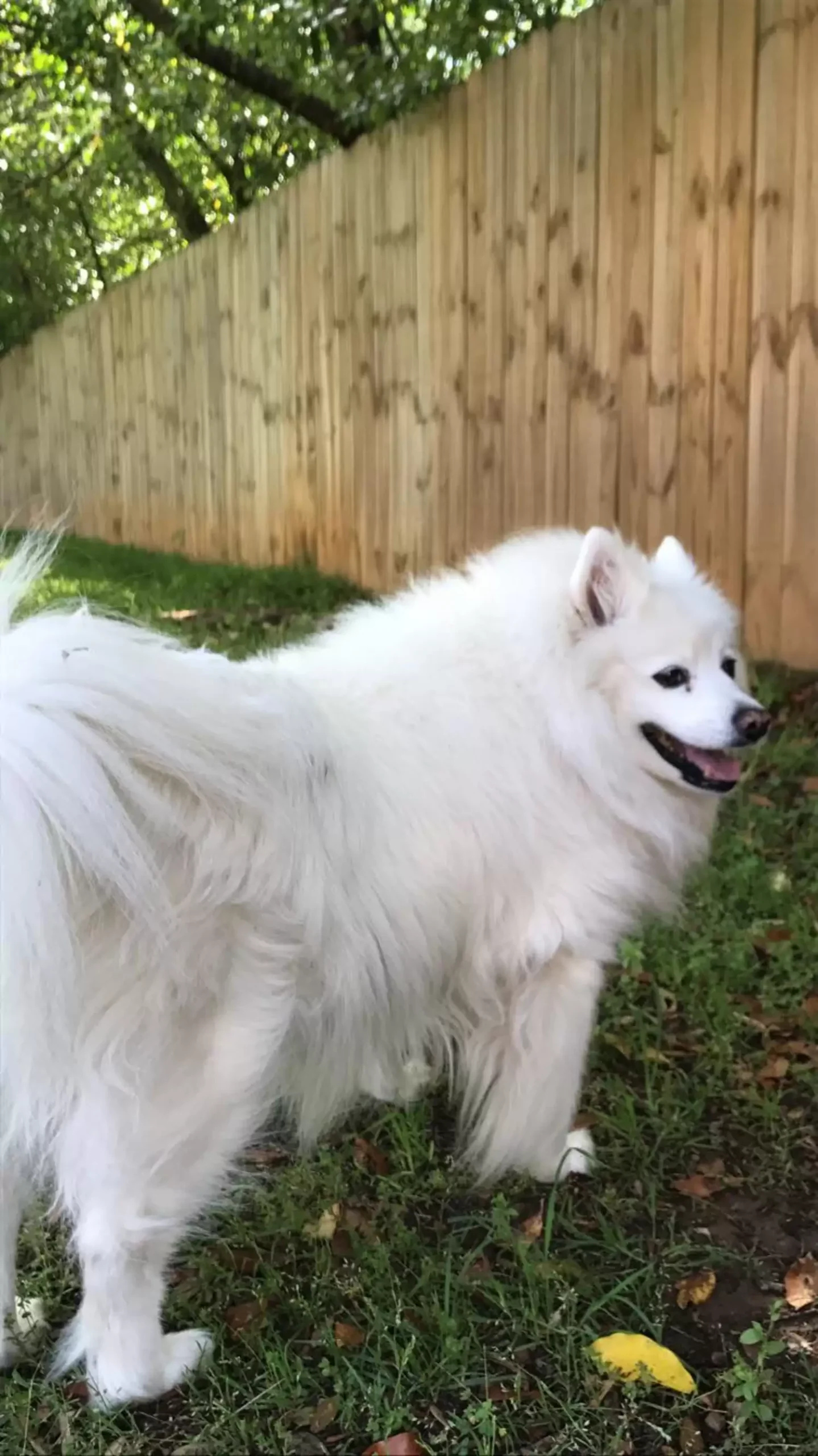 A Neighbor's Cat Came to the Door Every Day Looking for a Deceased Dog Friend