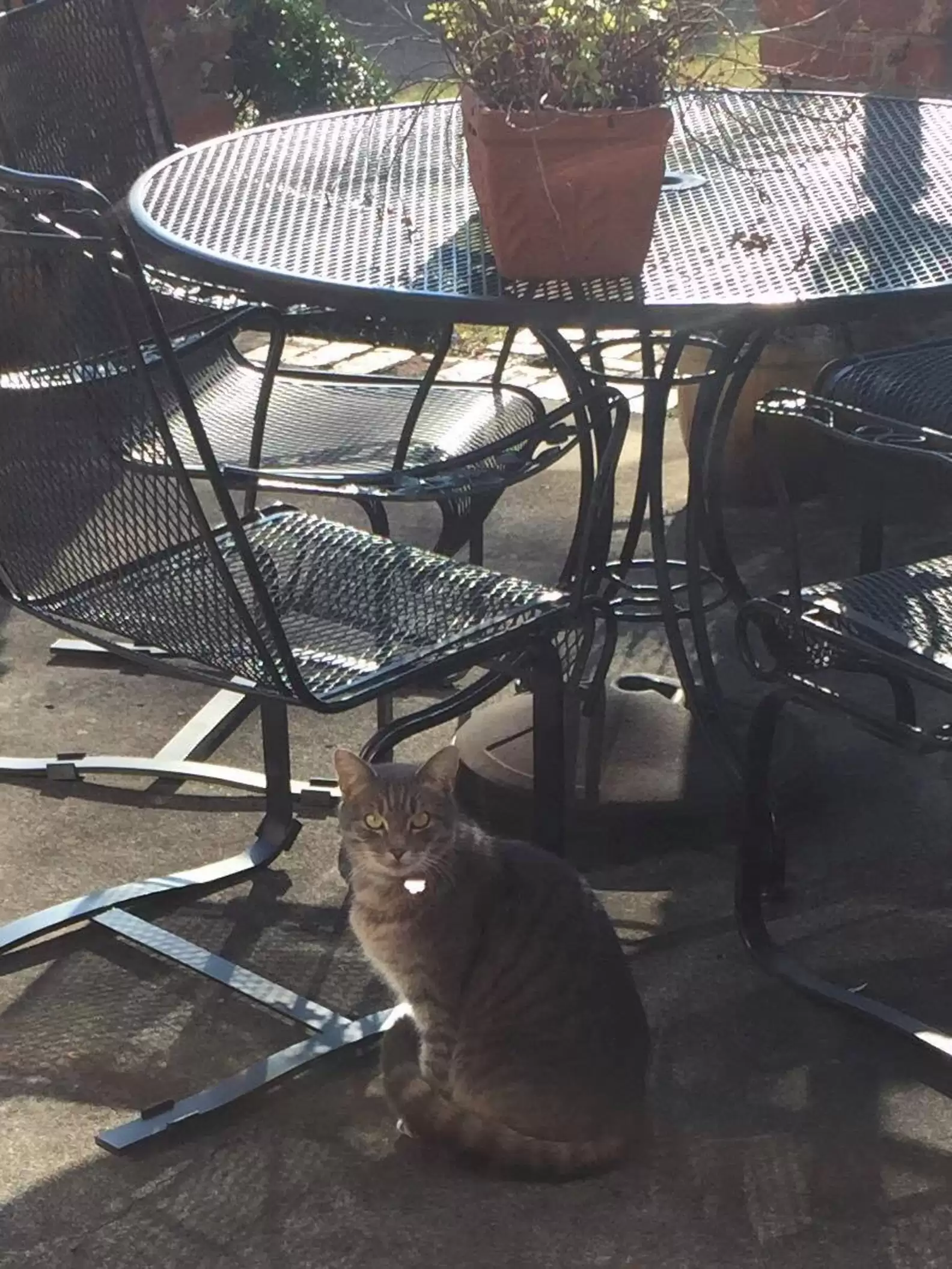 A Neighbor's Cat Came to the Door Every Day Looking for a Deceased Dog Friend