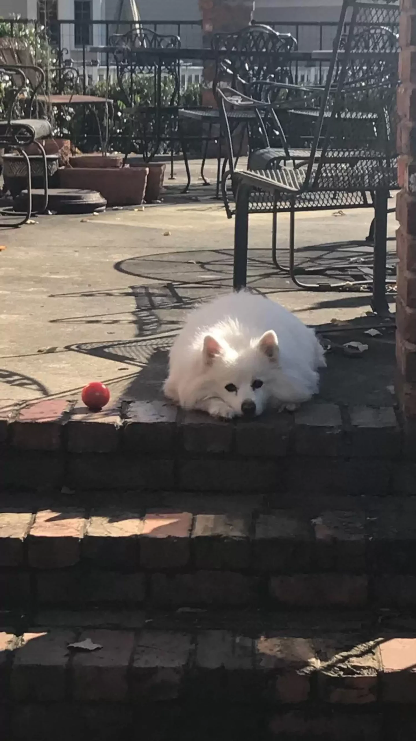 A Neighbor's Cat Came to the Door Every Day Looking for a Deceased Dog Friend