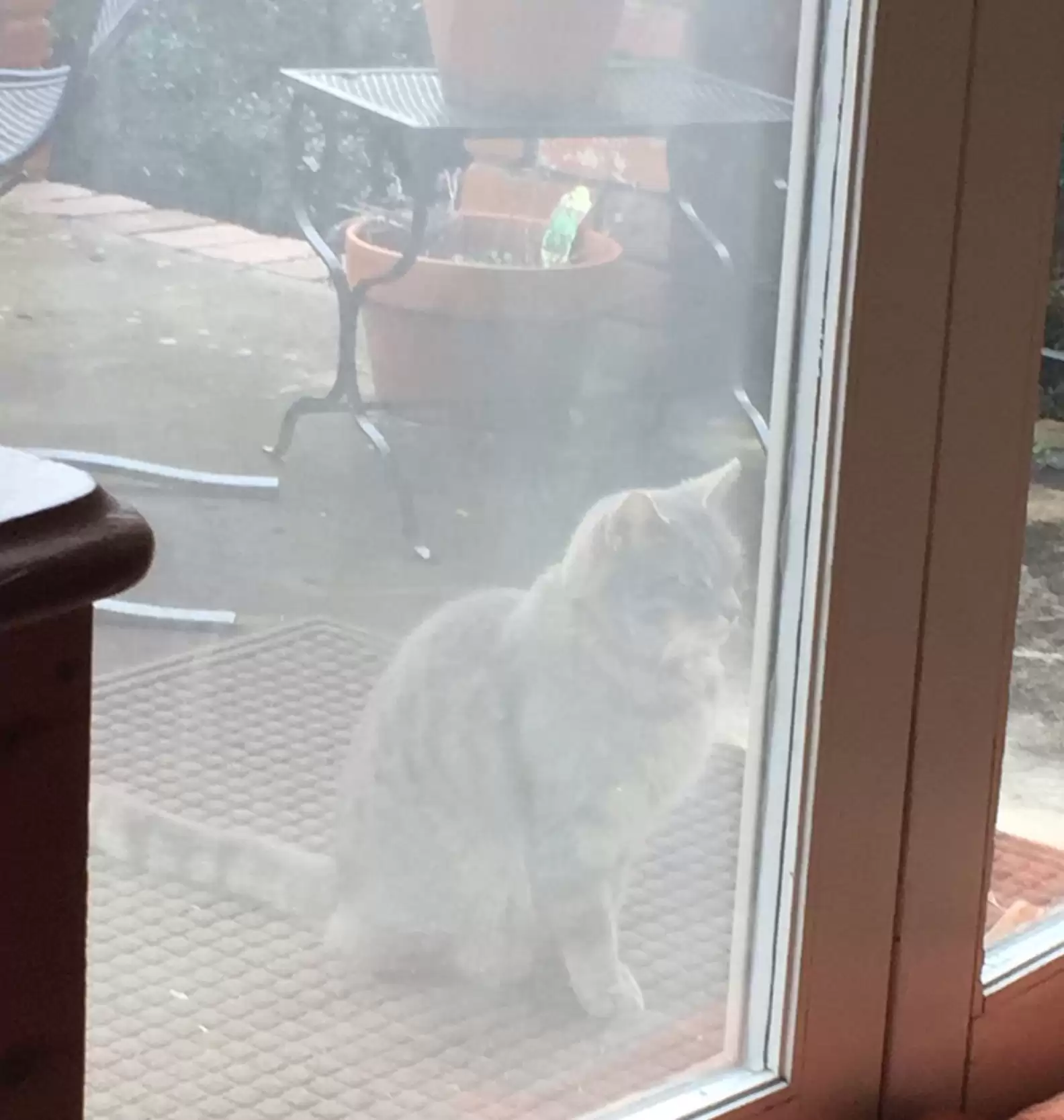 A Neighbor's Cat Came to the Door Every Day Looking for a Deceased Dog Friend