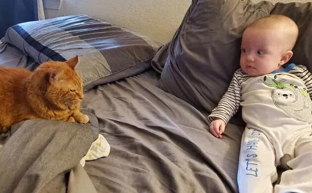 The Cat Showed With All His Looks How He Didn't Like the Owner's Child, But Then the Truth Was Revealed! - fluffybuffy.com